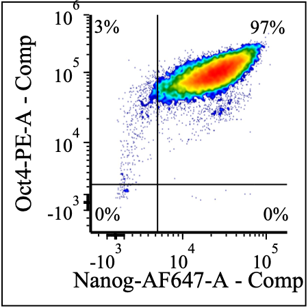 Figure 1 - Dual Oct4 and Nanog Expression