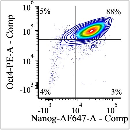 Figure 1 - Dual Oct4 and Nanog Expression