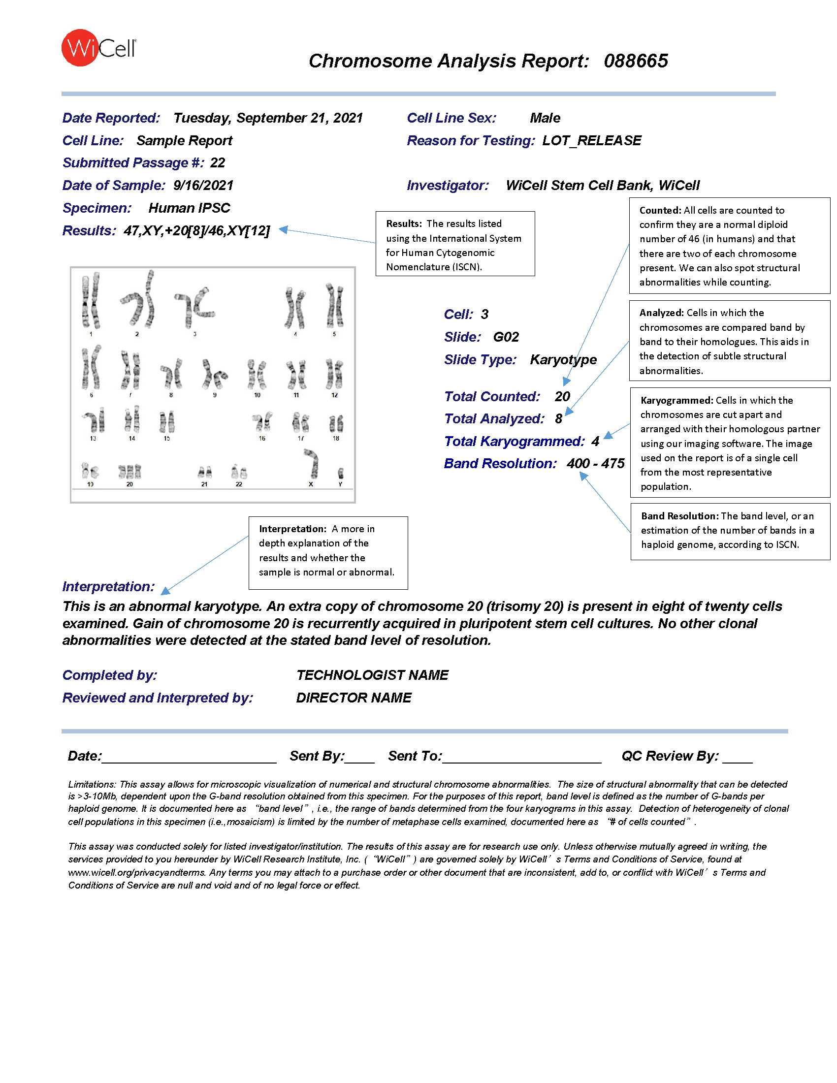 Interpreting Your Karyotype Results Wicell